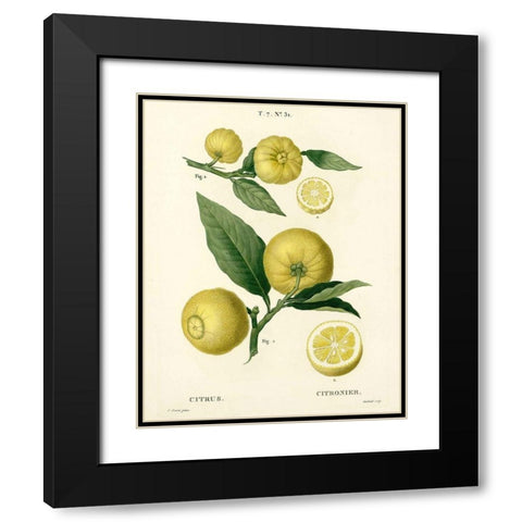 Lemon Plant Botanical Black Modern Wood Framed Art Print with Double Matting by Anonymous