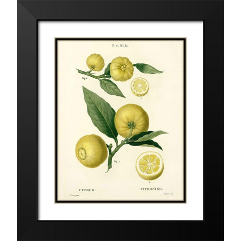 Lemon Plant Botanical Black Modern Wood Framed Art Print with Double Matting by Anonymous