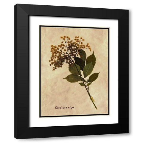 Pressed and Dried Antique Floral Black Modern Wood Framed Art Print with Double Matting by Anonymous