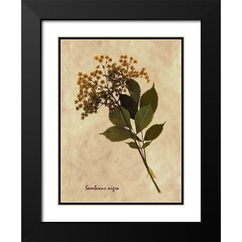 Pressed and Dried Antique Floral Black Modern Wood Framed Art Print with Double Matting by Anonymous