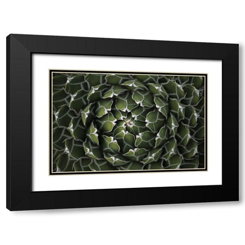 Circular Pattern Succulent Black Modern Wood Framed Art Print with Double Matting by Brown, Katrina