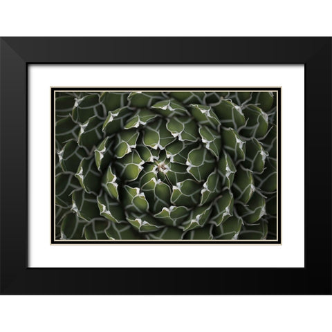 Circular Pattern Succulent Black Modern Wood Framed Art Print with Double Matting by Brown, Katrina