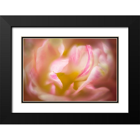Close up of peony flower Black Modern Wood Framed Art Print with Double Matting by Frates, Dennis