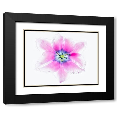 Close up of open tulip Black Modern Wood Framed Art Print with Double Matting by Frates, Dennis