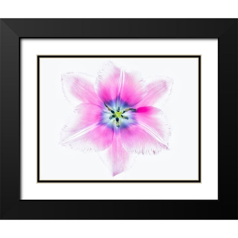 Close up of open tulip Black Modern Wood Framed Art Print with Double Matting by Frates, Dennis