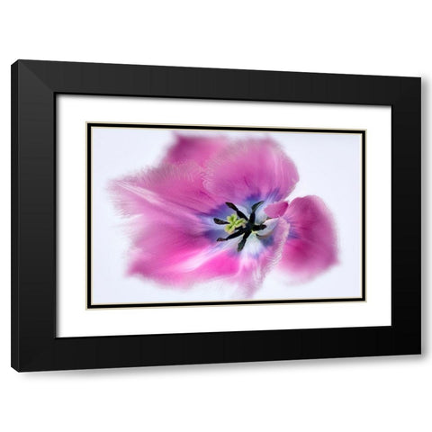 Close up of tulip flower Black Modern Wood Framed Art Print with Double Matting by Frates, Dennis