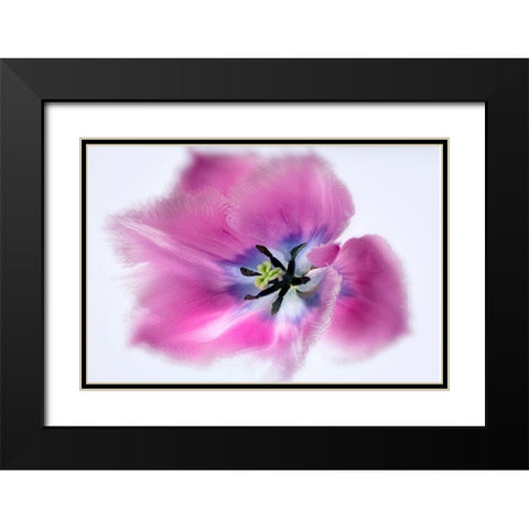Close up of tulip flower Black Modern Wood Framed Art Print with Double Matting by Frates, Dennis