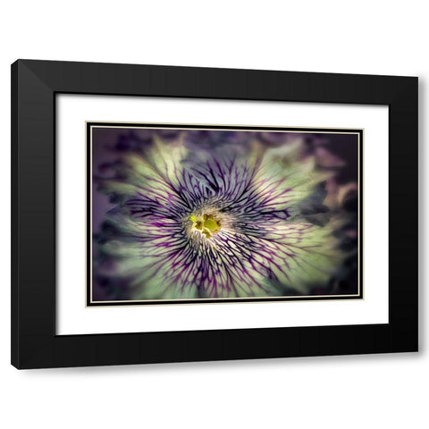 Close up of petunia flower Black Modern Wood Framed Art Print with Double Matting by Frates, Dennis