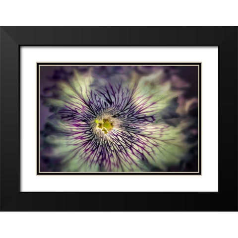 Close up of petunia flower Black Modern Wood Framed Art Print with Double Matting by Frates, Dennis