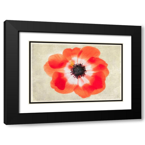 Close up of Anemone flower Black Modern Wood Framed Art Print with Double Matting by Frates, Dennis