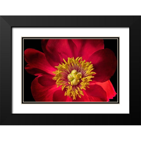 Close up of peony flower Black Modern Wood Framed Art Print with Double Matting by Frates, Dennis