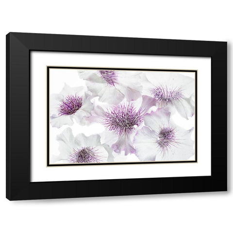 Close up of petunia flowers Black Modern Wood Framed Art Print with Double Matting by Frates, Dennis