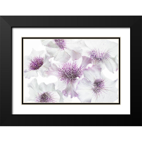 Close up of petunia flowers Black Modern Wood Framed Art Print with Double Matting by Frates, Dennis