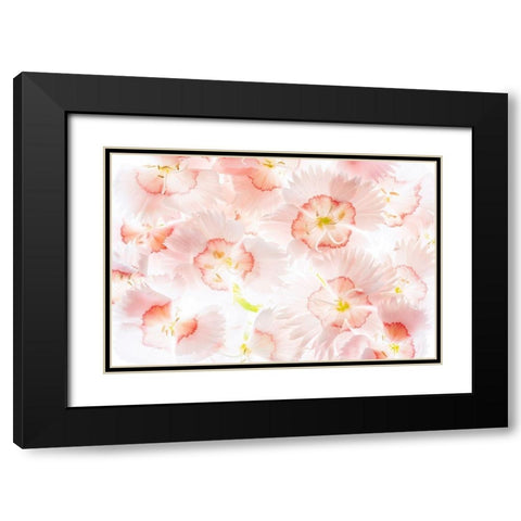 Â Close up of Dianthos flowers. Black Modern Wood Framed Art Print with Double Matting by Frates, Dennis