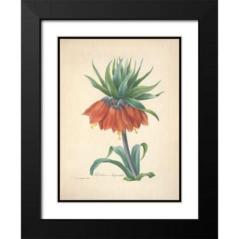 Fritillaire Imperiale Black Modern Wood Framed Art Print with Double Matting by Redoute, P. J.