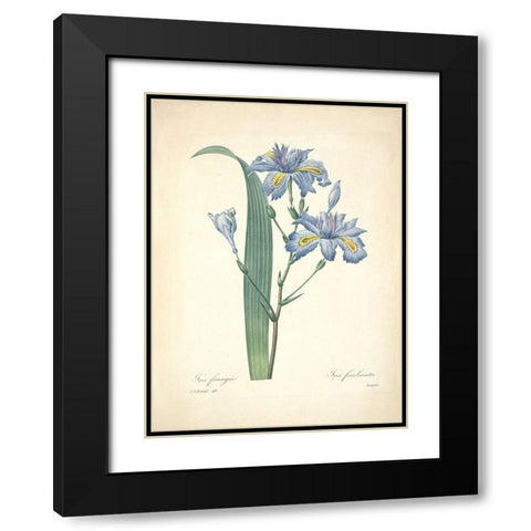 Iris Frangee  Black Modern Wood Framed Art Print with Double Matting by Redoute, P. J.
