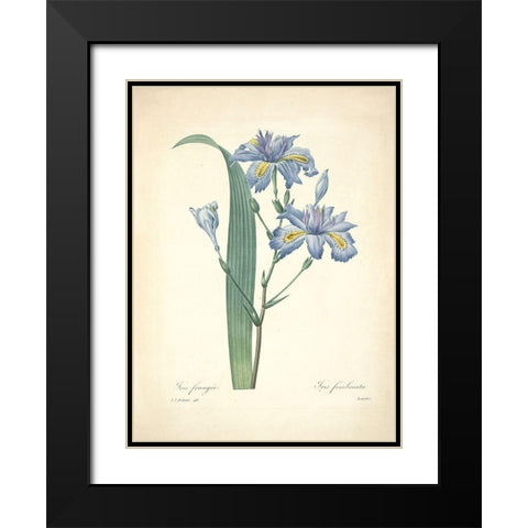 Iris Frangee  Black Modern Wood Framed Art Print with Double Matting by Redoute, P. J.