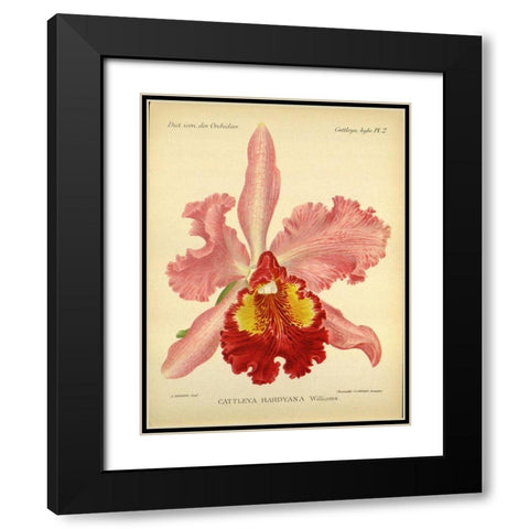 Orchid, Catlleya Hardyana Black Modern Wood Framed Art Print with Double Matting by Goossens, A.