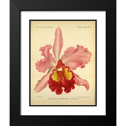 Orchid, Catlleya Hardyana Black Modern Wood Framed Art Print with Double Matting by Goossens, A.