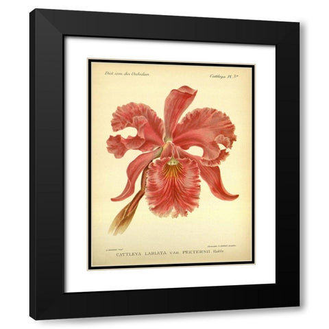 Orchid, Catlleya Labiata Black Modern Wood Framed Art Print with Double Matting by Goossens, A.