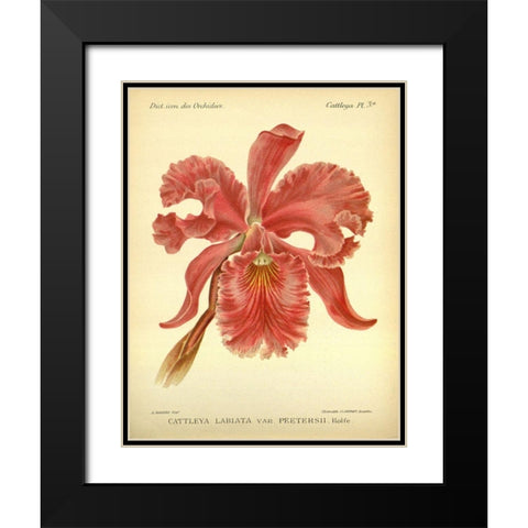 Orchid, Catlleya Labiata Black Modern Wood Framed Art Print with Double Matting by Goossens, A.