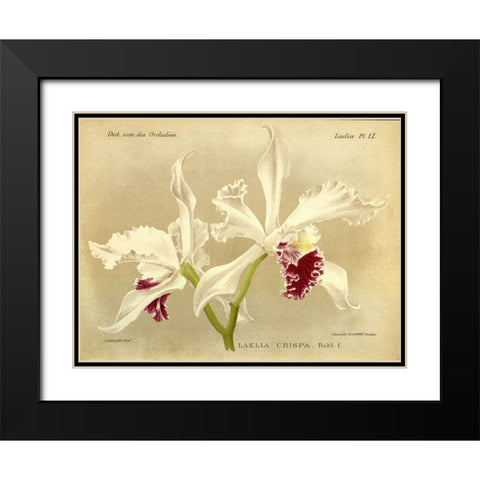 Orchid, Laelia Crispa Black Modern Wood Framed Art Print with Double Matting by Goossens, A.