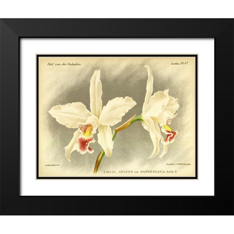 Orchid, Laelia Anceps Black Modern Wood Framed Art Print with Double Matting by Goossens, A.