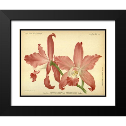Orchid, Laelia Autumnalis Black Modern Wood Framed Art Print with Double Matting by Goossens, A.