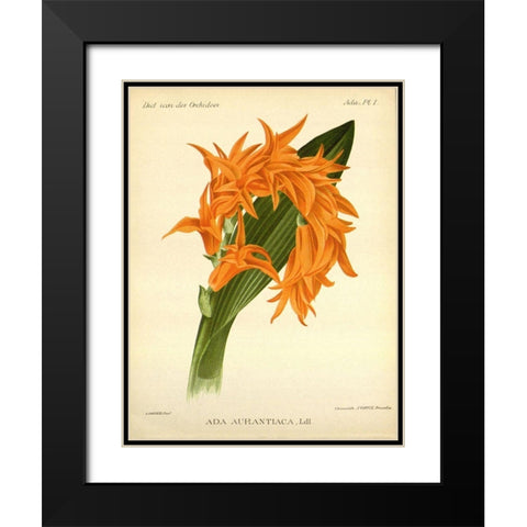 Orchid, Ada Aurantiaca Black Modern Wood Framed Art Print with Double Matting by Goossens, A.