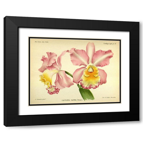 Orchid, Cattleya Sapho Black Modern Wood Framed Art Print with Double Matting by Goossens, A.