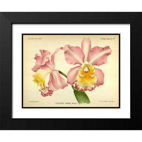 Orchid, Cattleya Sapho Black Modern Wood Framed Art Print with Double Matting by Goossens, A.