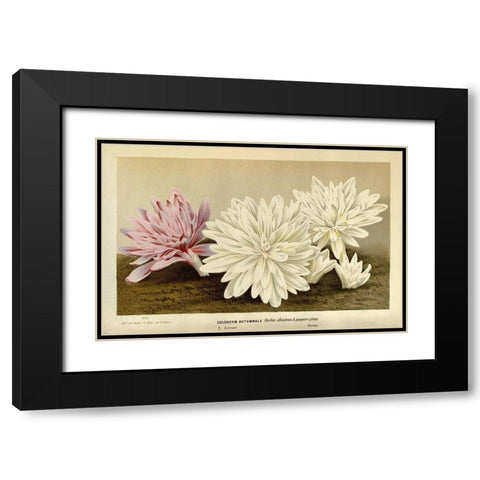 Colchicum Autumnale Black Modern Wood Framed Art Print with Double Matting by Van Houtteano. Horto