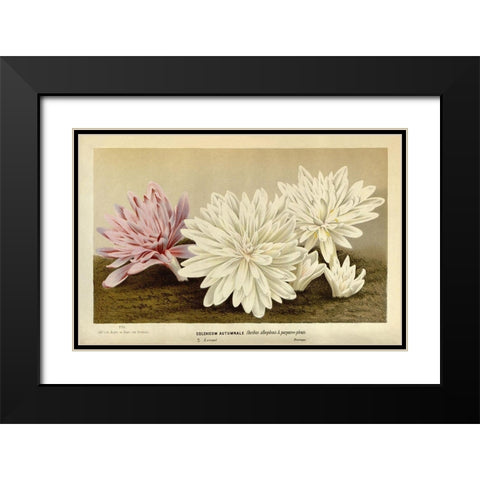 Colchicum Autumnale Black Modern Wood Framed Art Print with Double Matting by Van Houtteano. Horto