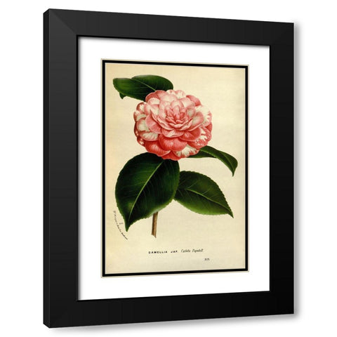 Camelia Japonica Black Modern Wood Framed Art Print with Double Matting by Anonymous