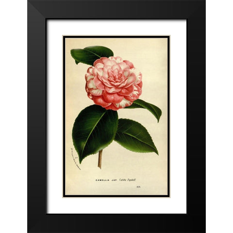 Camelia Japonica Black Modern Wood Framed Art Print with Double Matting by Anonymous