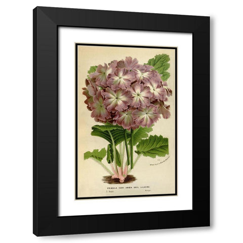 Primula Cort. Black Modern Wood Framed Art Print with Double Matting by Anonymous