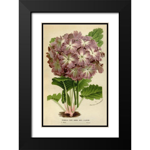 Primula Cort. Black Modern Wood Framed Art Print with Double Matting by Anonymous