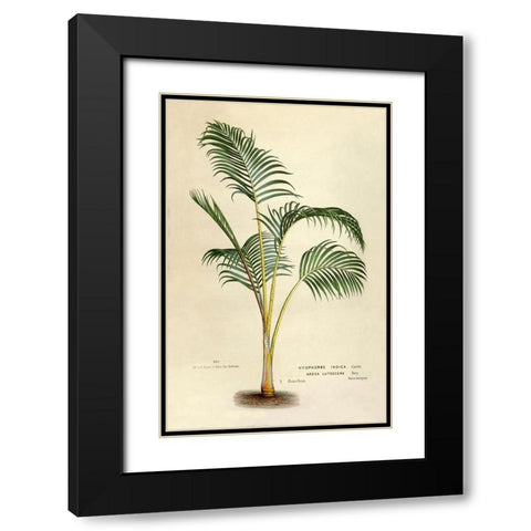 Hyophorbe Indica Black Modern Wood Framed Art Print with Double Matting by Van Houtteano. Horto