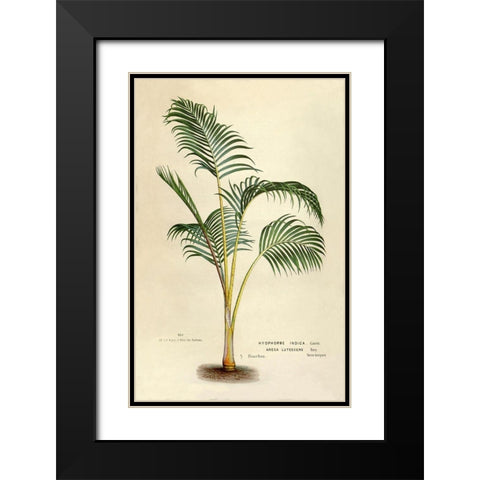 Hyophorbe Indica Black Modern Wood Framed Art Print with Double Matting by Van Houtteano. Horto