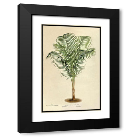 Cocos Weddeliana Black Modern Wood Framed Art Print with Double Matting by Van Houtteano. Horto