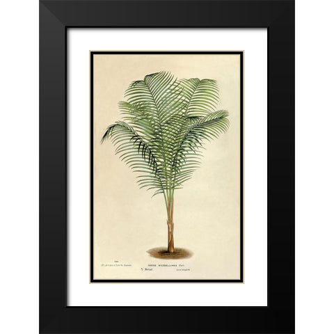 Cocos Weddeliana Black Modern Wood Framed Art Print with Double Matting by Van Houtteano. Horto