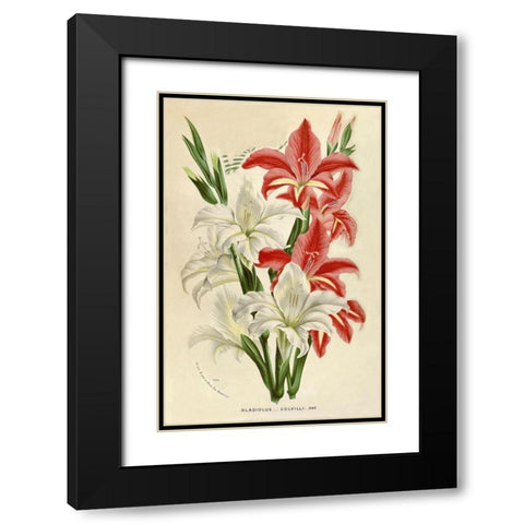 Gladiolus Black Modern Wood Framed Art Print with Double Matting by Van Houtteano. Horto