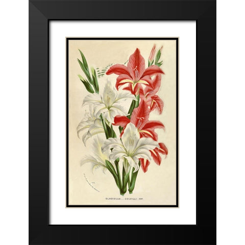 Gladiolus Black Modern Wood Framed Art Print with Double Matting by Van Houtteano. Horto
