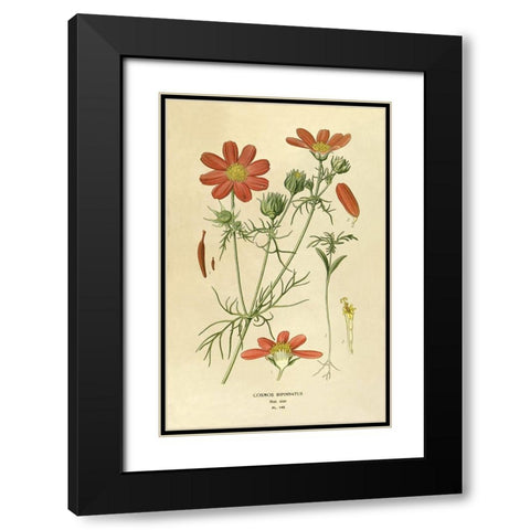 Cosmos Bipinnatus Black Modern Wood Framed Art Print with Double Matting by Anonymous