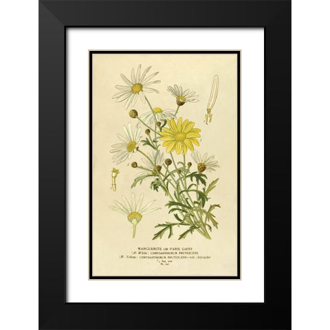 Paris Daisy, Marguerite Black Modern Wood Framed Art Print with Double Matting by Anonymous