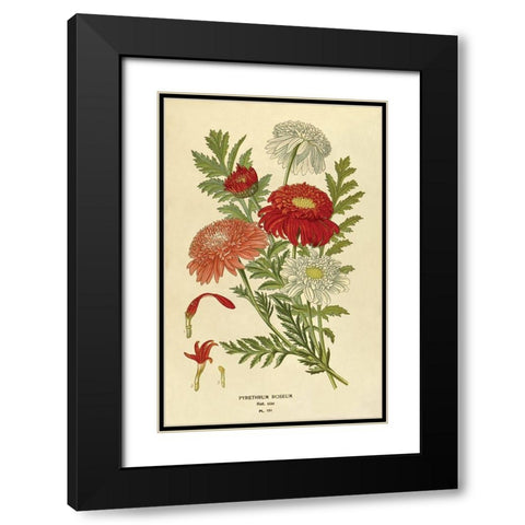 Pyrethrum Roseum Black Modern Wood Framed Art Print with Double Matting by Anonymous