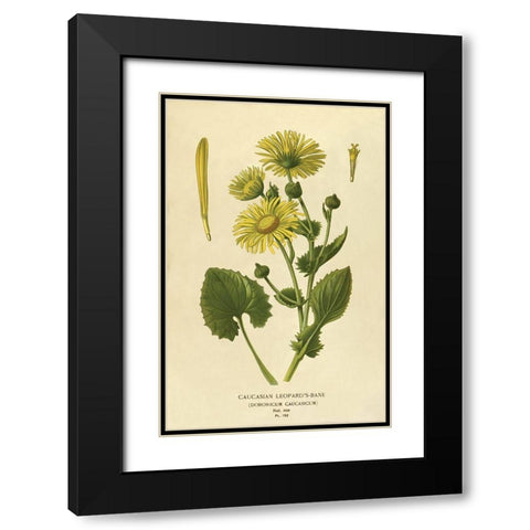 Caucasian Leopardâ€™s Bane Black Modern Wood Framed Art Print with Double Matting by Anonymous