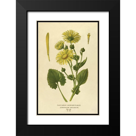 Caucasian Leopardâ€™s Bane Black Modern Wood Framed Art Print with Double Matting by Anonymous