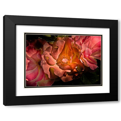 Roses Black Modern Wood Framed Art Print with Double Matting by Carson, Brian