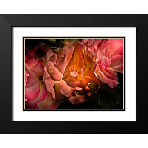 Roses Black Modern Wood Framed Art Print with Double Matting by Carson, Brian